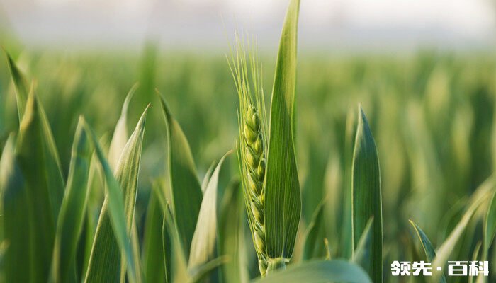 小麦复合肥的最佳配方