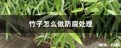 竹子怎么做防腐处理