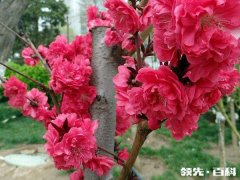 红叶碧桃花语是什么？